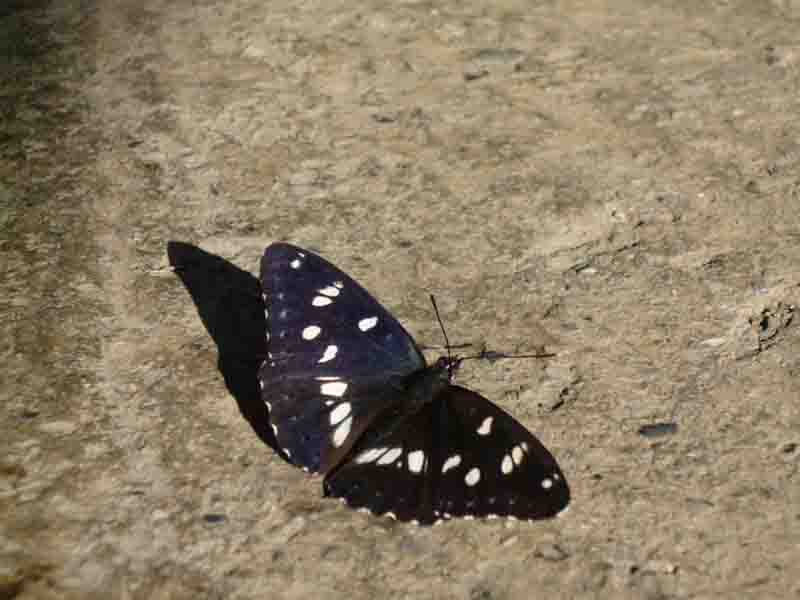 Limenitis reducta (maschio)